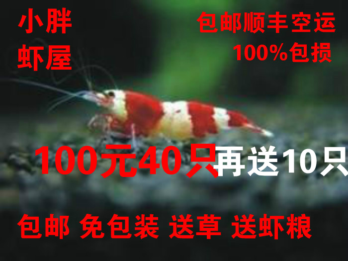 Crystal shrimp live s level Red and white crystal shrimp Black and white crystal shrimp Ornamental shrimp living thing Package Shunfengin the Pet/Pet food and supplies , Aqua World , Shrimp category - from Buy2taobao.com to provide professional Taobao agent buy service