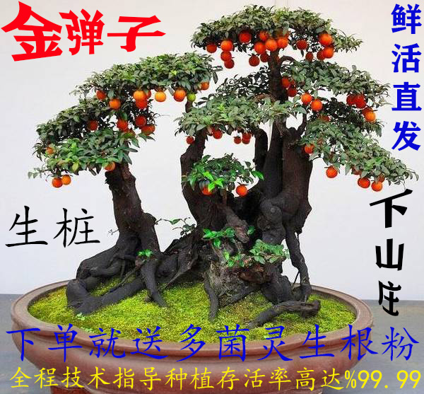 重庆四川金单弹子练手桩野生老桩黑塔子公桩母桩生桩熟桩盆景包邮在类目 鲜花速递/花卉仿真/绿植园艺, 花卉/绿植盆栽(新), 大型绿植/成品组合盆栽中 - 来自Buy2taobao.com提供专业的淘宝代购服务