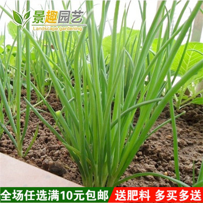庭院阳台 四季小香葱种子 盆栽小葱蔬菜种子籽四季播易种蔬果种子