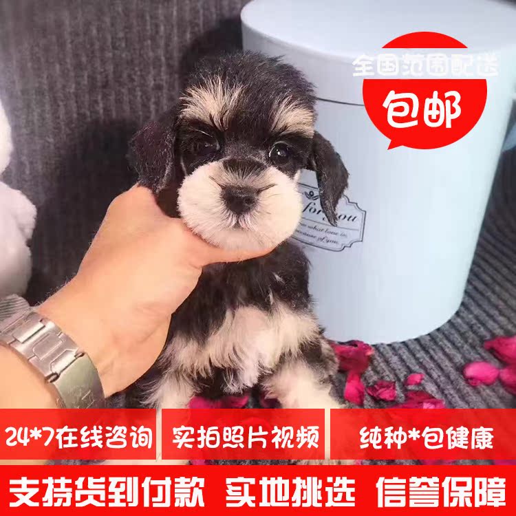出售活体幼犬赛级白胡子老头狗宠物狗纯种迷你雪纳瑞犬活体幼赛级在类目 宠物/宠物食品及用品, 狗狗中 - 来自Buy2taobao.com提供专业的淘宝代购服务