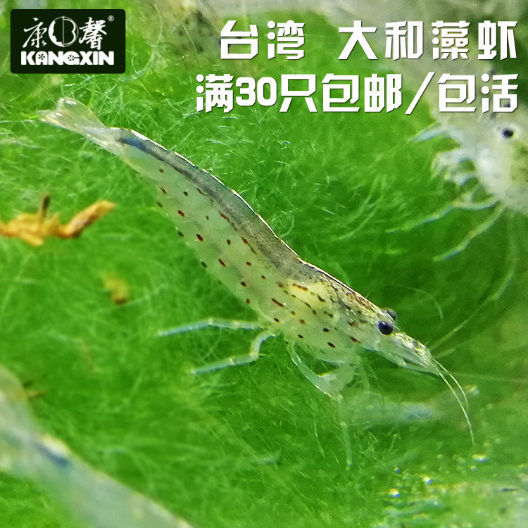 滿包郵包活康馨直銷台灣大和藻蝦大尺寸草缸除藻工具蝦活體觀賞蝦在類目 寵物/寵物食品及用品, 水族世界, 蝦中 - 來自Buy2taobao.com提供專業的淘寶代購服務