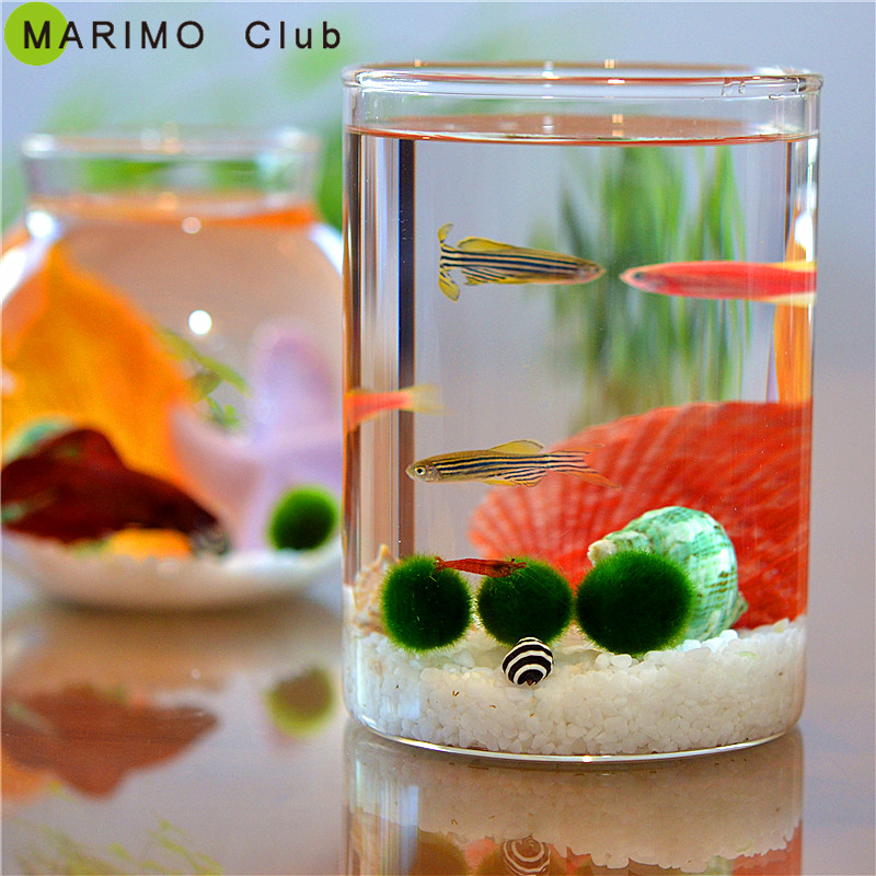 【日本正品MARIMO】创意礼物DIY 幸福球藻 幸福海藻球微景观礼物|ruв категории доставка цветов/цветок моделирования/растения садоводства, творческие мини - растений - от Buy2taobao.com для оказания профессиональной услуги покупки агента Taobao