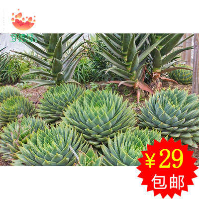 女王芦荟种子 进口多肉植物种子 旋转芦荟 aloe polyphylla