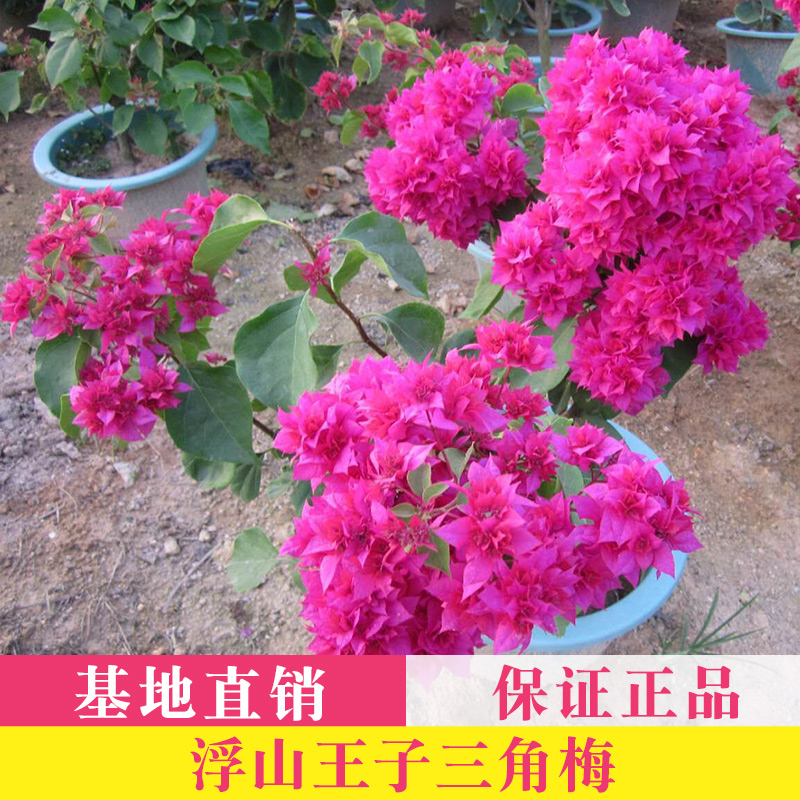 【浮山王子】怡红重瓣红(玫红)三角梅 扦插小苗 带盆在类目 鲜花速递/花卉仿真/绿植园艺, 花卉/绿植盆栽(新), 绿植中 - 来自Buy2taobao.com提供专业的淘宝代购服务