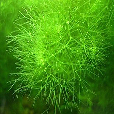 滿天星水草 水晶蝦櫻花蝦 伴侶 熱帶魚水草 易活好養 10元起售在類目 寵物/寵物食品及用品, 水族世界, 魚缸等水族設備, 水草中 - 來自Buy2taobao.com提供專業的淘寶代購服務