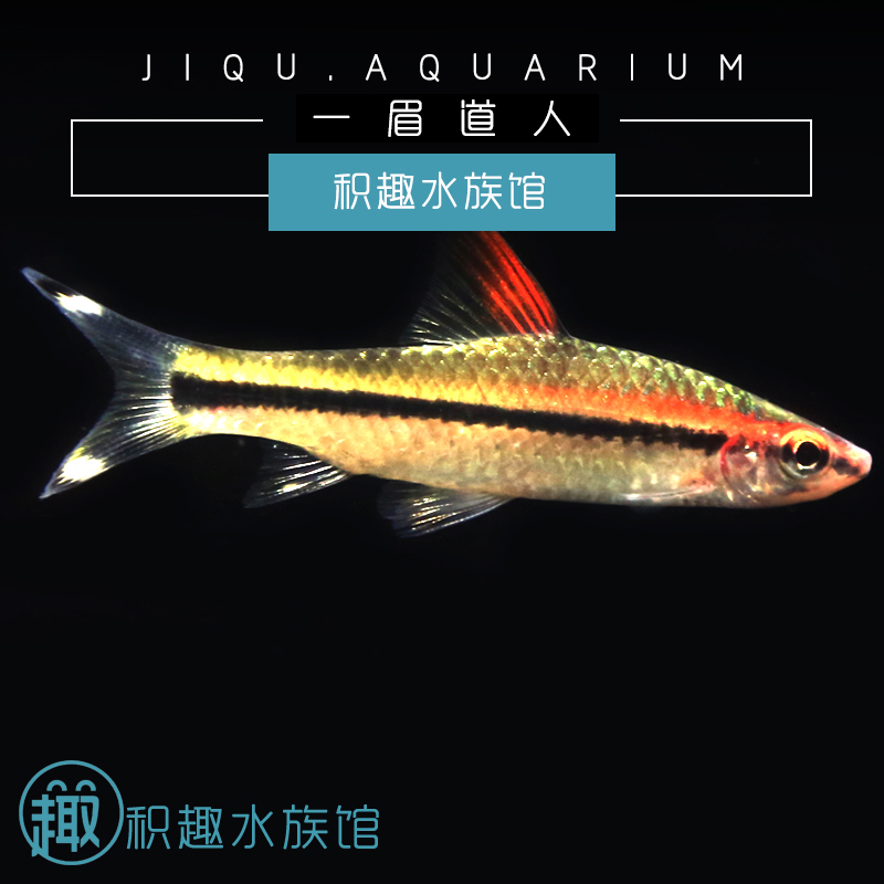 壹眉道人 熱帶淡水觀賞魚活體魚缸水族箱草缸群遊寵物魚滿額包郵在類目 寵物/寵物食品及用品, 水族世界, 魚中 - 來自Buy2taobao.com提供專業的淘寶代購服務
