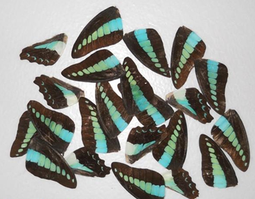 蝴蝶标本蝶翅画材料新品热卖促可定制家装装饰墙科普展览艺术品|msdalam kategori Aksesori rumah, barang kemas lain - dari Buy2taobao.com untuk memberikan perkhidmatan ejen Taobao profesional membeli