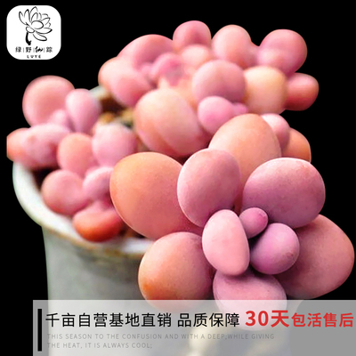 绿野园艺|桃美人 多肉植物组合防辐射绿植盆栽创意办公花卉多肉