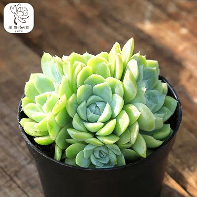 绿野园艺|白月影大群生 多肉植物办公创意花卉防辐射多肉组合盆栽