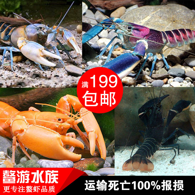 鳌游水族印尼粉红珊瑚蓝月狼虾黄金巨手宠物淡水观赏小龙鳌虾包邮|msdalam kategori haiwan peliharaan/makanan haiwan dan bekalan, Aquarium World, udang - dari Buy2taobao.com untuk memberikan perkhidmatan ejen Taobao profesional membeli