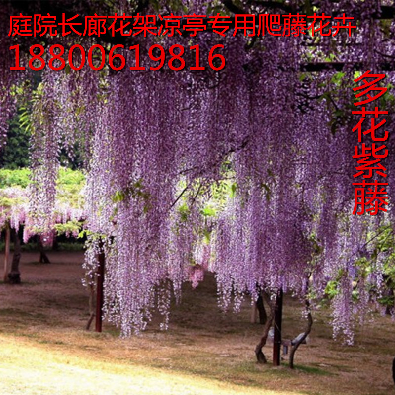 Wisteria Sapling Flower seedlings Potted plant Four seasons Climbing flowers and plants Climbing Botany courtyard Peak balcony Purple wisteria Climbingin the Flower delivery/Flowers simulation/Plants gardening , Flowers/Potted plants (New) , Flowers category - from Buy2taobao.com to provide professional Taobao agent buy service