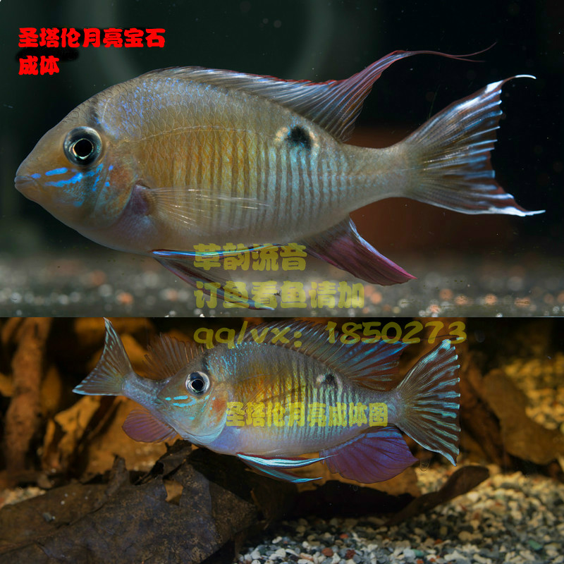 南美野生圣塔伦月亮宝石南美慈鲷食土鲷观赏鱼热带鱼观赏鱼活体在类目 宠物/宠物食品及用品, 水族世界, 鱼中 - 来自Buy2taobao.com提供专业的淘宝代购服务