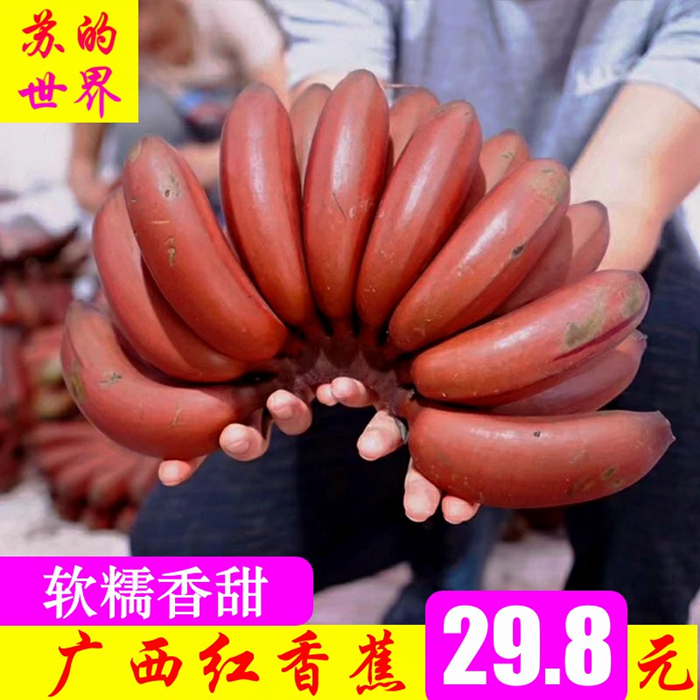 广西红香蕉5斤包邮美人蕉红皮香蕉新鲜水果热带水果|ruв категории водной мясо/свежие фрукты и овощи/еда, свежие фрукты, банан - от Buy2taobao.com для оказания профессиональной услуги покупки агента Taobao