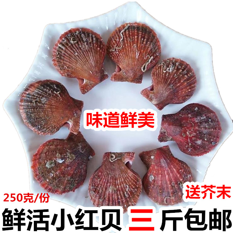 蒜蓉粉丝贝海鲜水产鲜活小红贝扇贝新鲜优质野生小扇贝海贝类烧烤|ruв категории водной мясо/свежие фрукты и овощи/еда, морепродукты/водные продукты/изделия, моллюски, моллюсков изделия - от Buy2taobao.com для оказания профессиональной услуги покупки агента Taobao