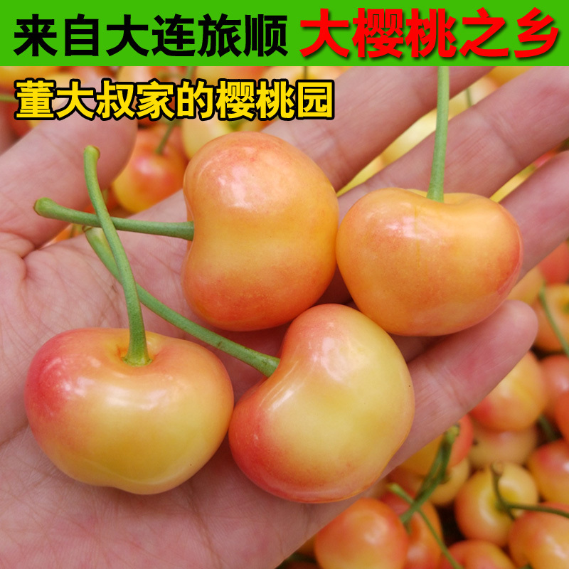 大连旅顺黄樱桃3斤董大叔家现摘新鲜无公害孕妇水果黄金车厘子|msdalam kategori daging perikanan/Buah-buahan segar dan sayur-sayuran/dimasak, buah-buahan segar, ceri/ceri - dari Buy2taobao.com untuk memberikan perkhidmatan ejen Taobao profesional membeli