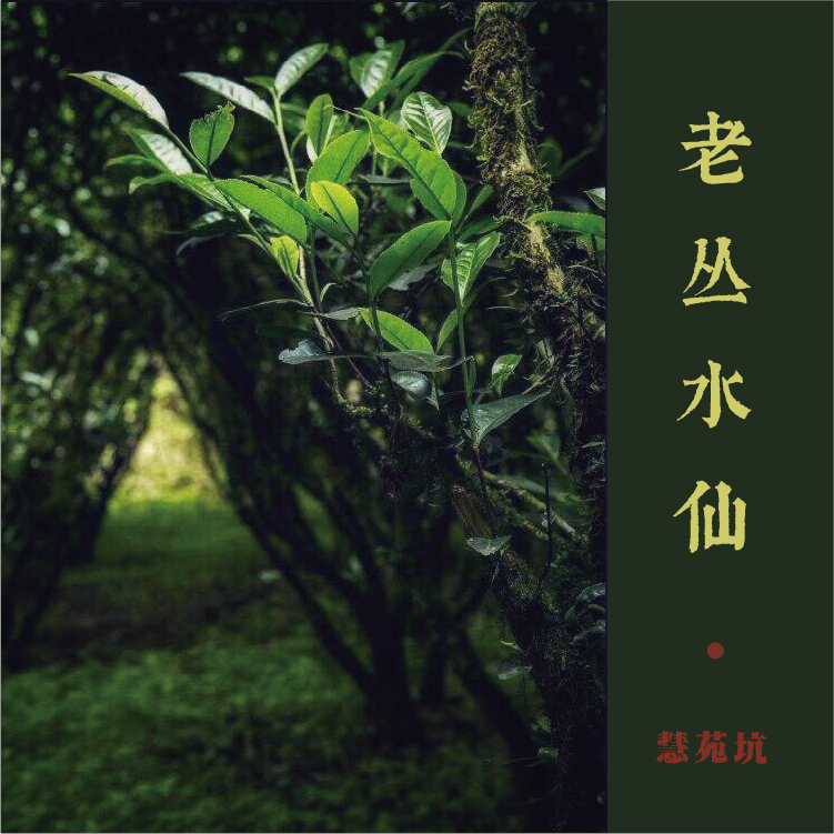 【老丛水仙】【单泡8.3克】慧苑坑正岩大红袍乌龙茶中火2017年制|msdalam kategori teh, Oolong (baru), teh lain - dari Buy2taobao.com untuk memberikan perkhidmatan ejen Taobao profesional membeli