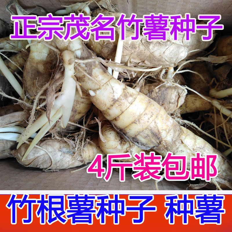 广东茂名竹根薯种子竹薯种子竹薯苗冬薯种东京薯冬粉薯种子籽种植|msdalam kategori daging perikanan/Buah-buahan segar dan sayur-sayuran/dimasak, sayur-sayuran segar/Vegetable Products, sayur-sayuran segar, ubi keledek - dari Buy2taobao.com untuk memberikan perkhidmatan ejen Taobao profesional membeli