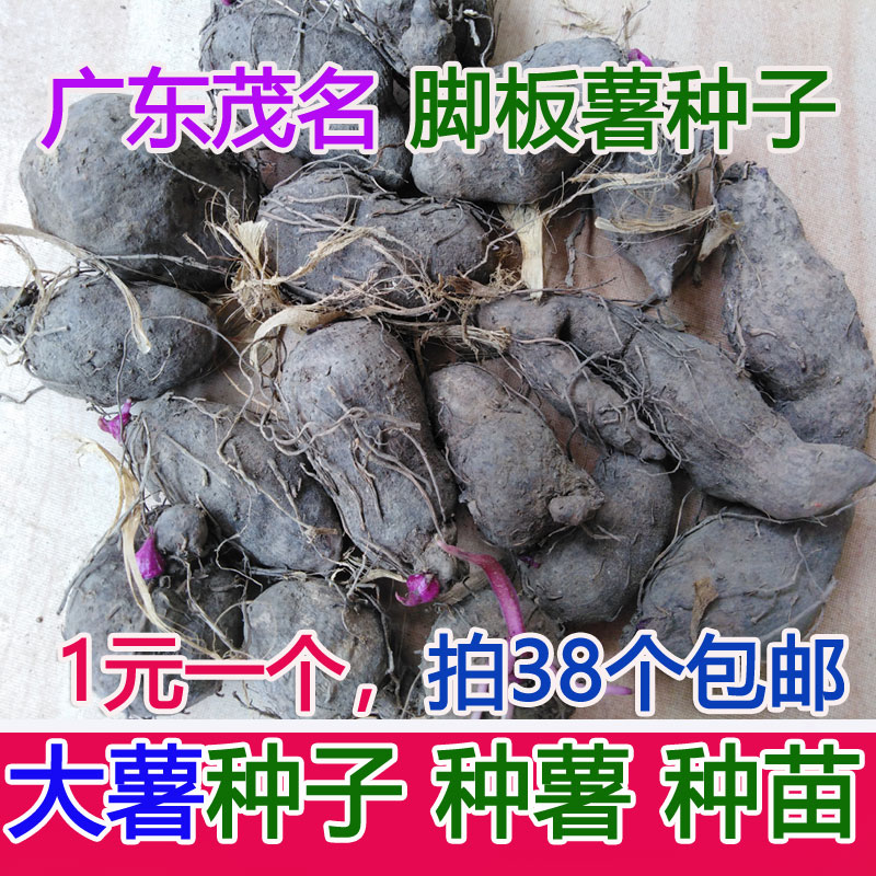Guangdong Big potato seed Dioscorea batatas Decne seed Sweet potato seedlings Baseboard Sweet potato seedlings Purple yam seed Seedlings plantin the Aquatic meat/Fresh fruits and vegetables/Cooked , Fresh vegetables/Vegetable products , Fresh vegetables , Sweet potato category - from Buy2taobao.com to provide professional Taobao agent buy service