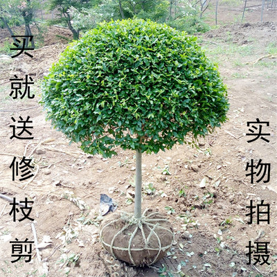 小叶女贞造型盆景树桩球形树苗庭院别墅绿化植物小区绿化苗木包邮