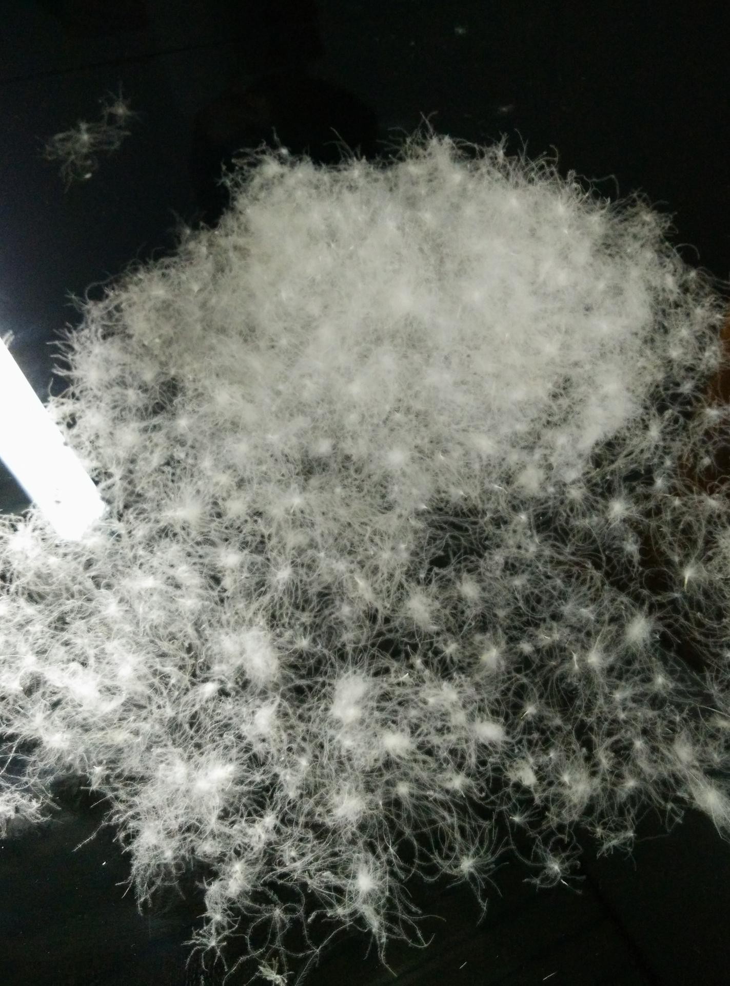 散装羽绒 羽绒原料 新款品牌羽绒服填充物小朵绒95%朵绒填充物在类目 床上用品, 被子, 羽绒/羽毛被中 - 来自Buy2taobao.com提供专业的淘宝代购服务