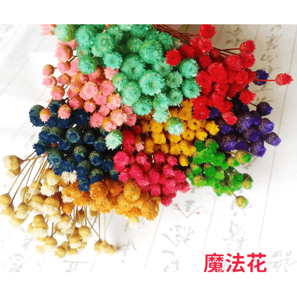 魔法家進口巴西迷妳快樂花思緒花手工材料家居裝飾藝術幹花50枝在類目 家居飾品, 花瓶/花器/仿真花/仿真飾品, 乾花/花瓣/乾花包/幹樹枝中 - 來自Buy2taobao.com提供專業的淘寶代購服務