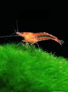 观赏虾 樱花虾 黄米极火水晶..虾虾大全满38元江浙沪全国49元包邮在类目 宠物/宠物食品及用品, 水族世界, 虾中 - 来自Buy2taobao.com提供专业的淘宝代购服务