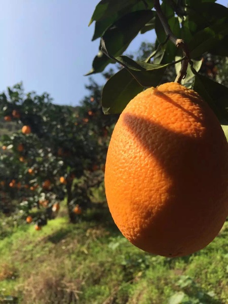 自家果园种植的橙子,来自湖北秭归郭家坝,. 来自
