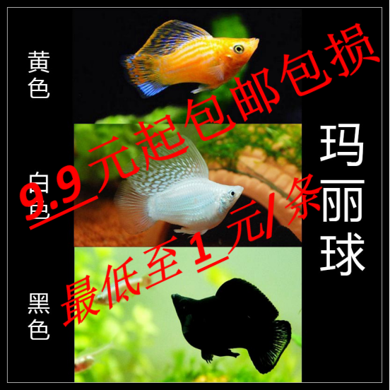 孔雀鱼活体凤尾鱼热带小型鱼活体纯种淡水小型鱼观赏鱼玛丽鱼包邮|ruв категории животное/Животное питание и принадлежностей, аквариум мира, рыба - от Buy2taobao.com для оказания профессиональной услуги покупки агента Taobao