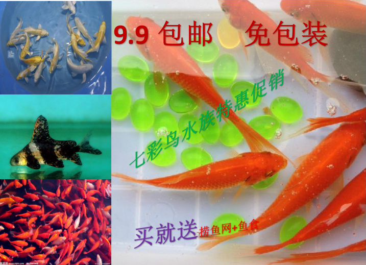 小草金龙凤墨金黄金锦鲤冷水清道夫观赏鱼锦鲤9.9起包邮包活金鱼在类目 宠物/宠物食品及用品, 水族世界, 鱼中 - 来自Buy2taobao.com提供专业的淘宝代购服务
