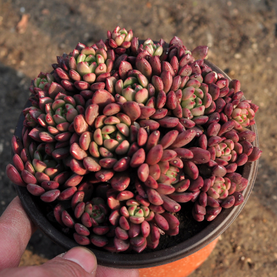 红宝石老桩群生多头大颗多肉植物盆栽盆景办公室阳台绿植特价超值