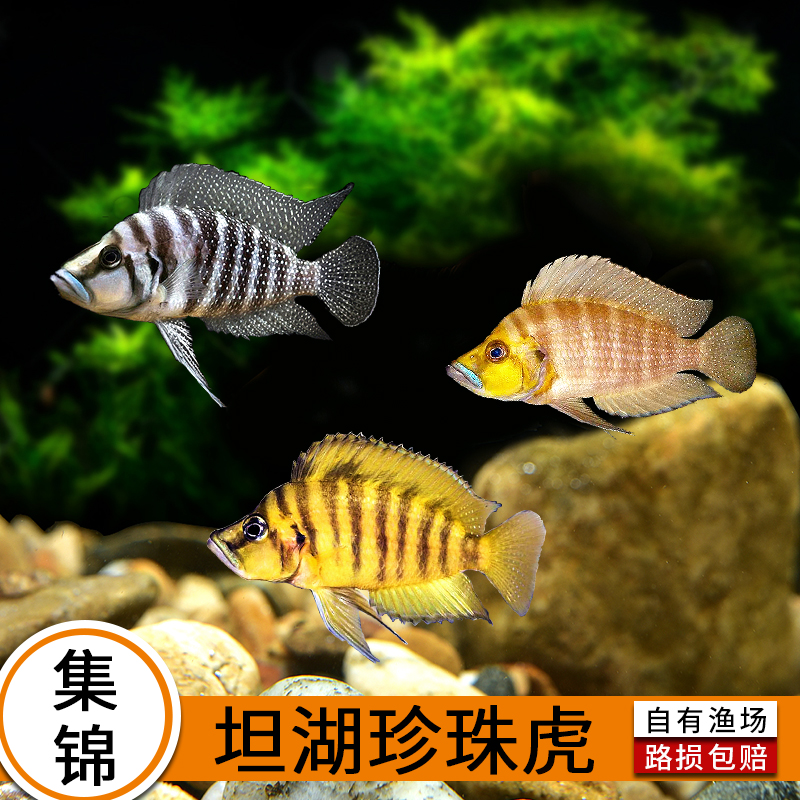 優魚三湖慈鲷黃金珍珠虎金頭珍珠虎噴點珍珠虎坦鲷觀賞魚活體1810在類目 寵物/寵物食品及用品, 水族世界, 魚中 - 來自Buy2taobao.com提供專業的淘寶代購服務