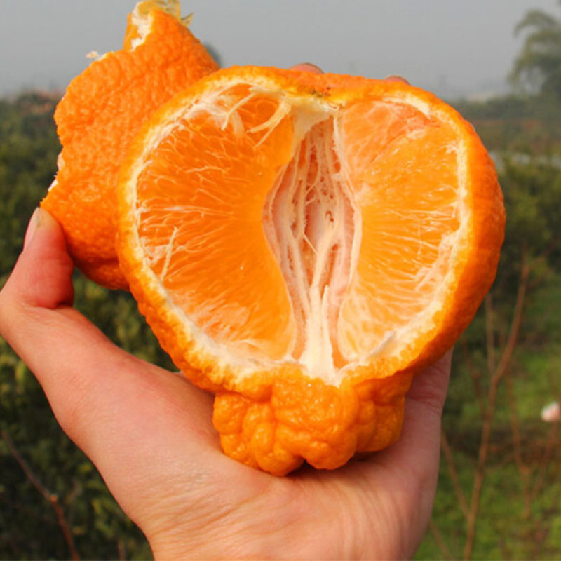 Baba Sichuan Province Super 10 Large fruit Orange fresh fruit The ugly orange Very ugly person Shiranuiin the Aquatic meat/Fresh fruits and vegetables/Cooked , Fresh fruit , Orange category - from Buy2taobao.com to provide professional Taobao agent buy service