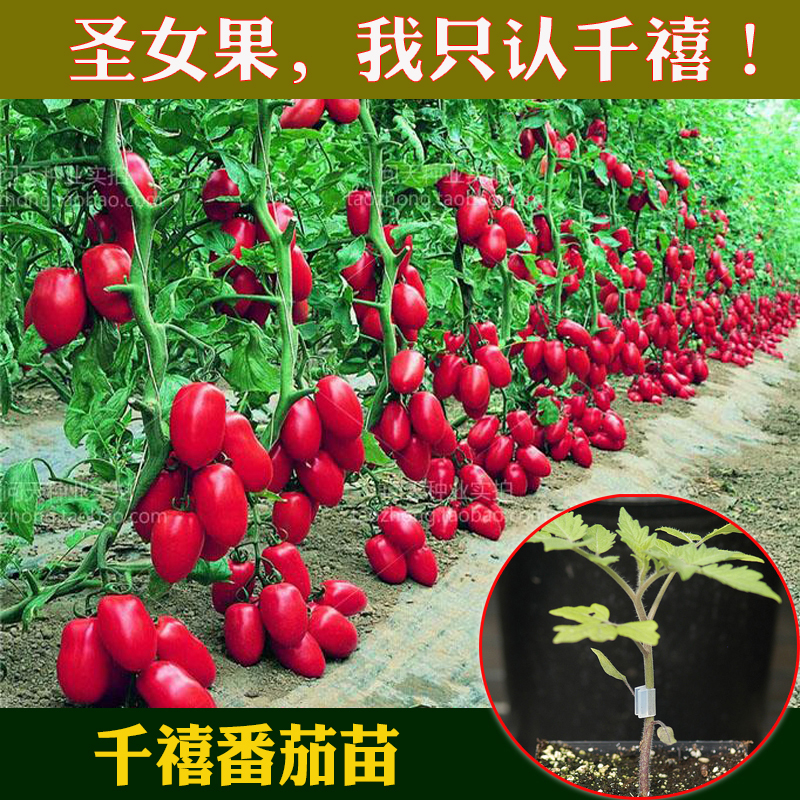 千禧番茄苗圣女果苗 台湾农友高产抗病春播蔬菜番茄种子西红柿苗|ruв категории доставка цветов/цветок моделирования/растения садоводства, цветок/овощи и фрукты/газон семян (новая), домашнее садоводство семян - от Buy2taobao.com для оказания профессиональной услуги покупки агента Taobao