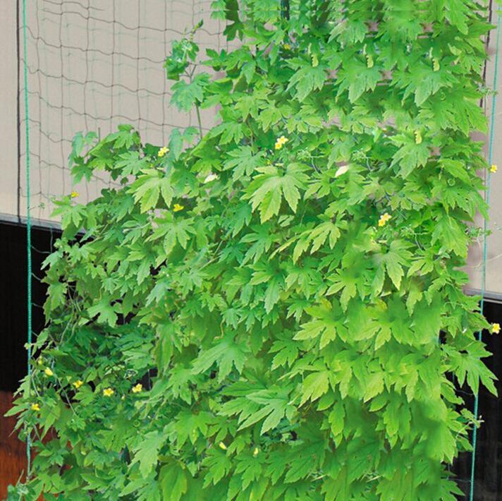 加强型 爬藤网 支架网瓜果 牵牛花花卉爬藤植物专用 园艺网|msdalam kategori penghantaran bunga/bunga simulasi/tumbuhan berkebun, Gardening Supplies, Peralatan Perkebunan lain - dari Buy2taobao.com untuk memberikan perkhidmatan ejen Taobao profesional membeli