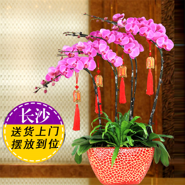 长沙岳麓区同城送花红紫白黄蝴蝶兰绿植年宵花卉盆栽开业乔迁配送在类目 鲜花速递/花卉仿真/绿植园艺, 鲜花速递(同城)中 - 来自Buy2taobao.com提供专业的淘宝代购服务