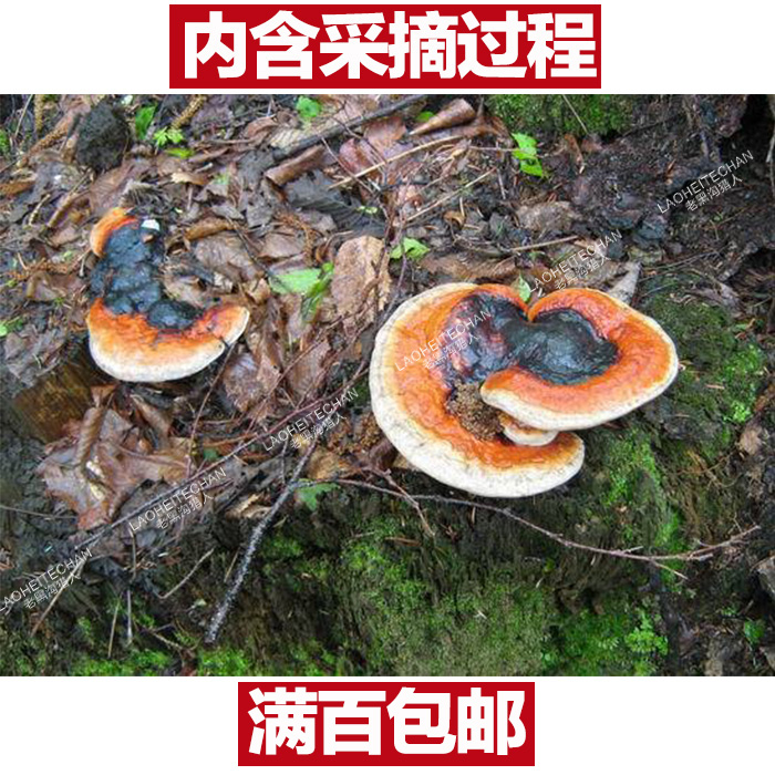 东北野生赤芝 长白山野生无柄赤芝正品 新采摘野生红缘拟层孔菌在类目 传统滋补营养品, 灵芝, 整枝灵芝中 - 来自Buy2taobao.com提供专业的淘宝代购服务