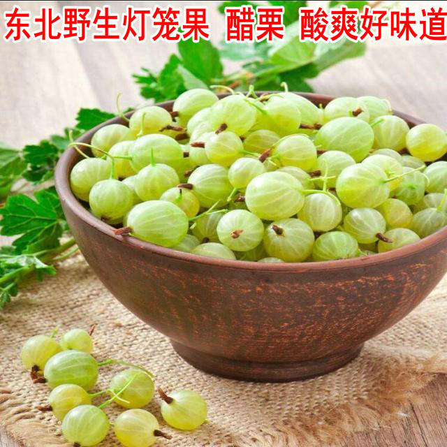 goods in stock Northeast Lantern fruit Gooseberry and gooseberry Acid dregs Water grape Frozen Green Cherry 2 pounds loadedin the Aquatic meat/Fresh fruits and vegetables/Cooked , Fresh fruit , Other category - from Buy2taobao.com to provide professional Taobao agent buy service