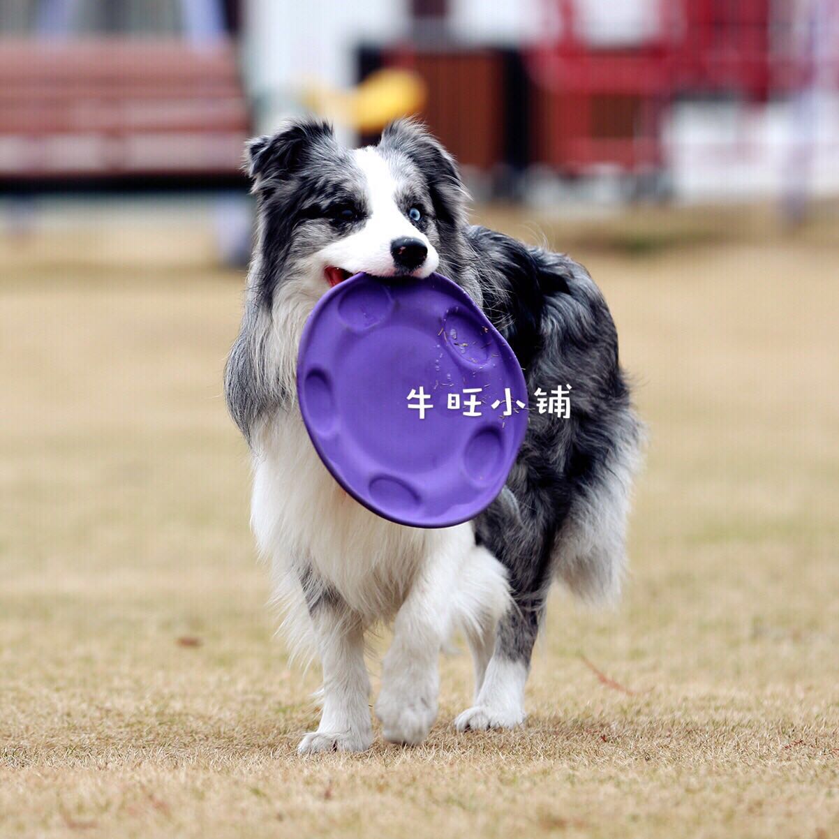 牛旺小鋪 英國Beco Pets飛行家飛盤互動耐咬寵物狗狗環保玩具系列在類目 寵物/寵物食品及用品, 貓/狗玩具, 飛盤中 - 來自Buy2taobao.com提供專業的淘寶代購服務