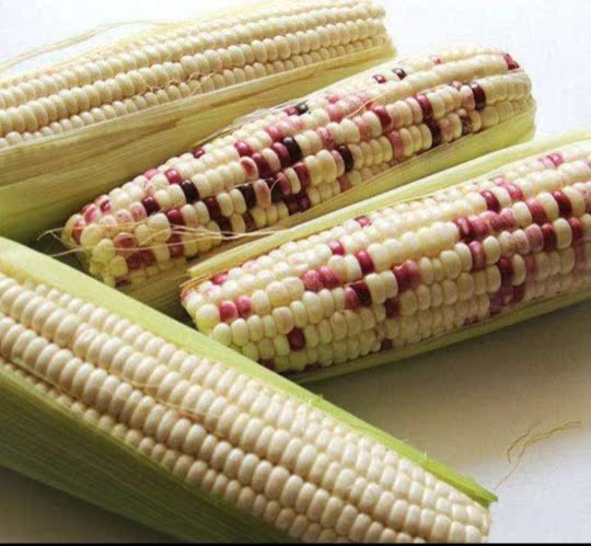 2019 Farm fresh Sticky corn Waxy maize Hanako Albino random Deliver goods 5 pounds nationwidein the Aquatic meat/Fresh fruits and vegetables/Cooked , Fresh vegetables/Vegetable products , Fresh vegetables , Fresh corn category - from Buy2taobao.com to provide professional Taobao agent buy service
