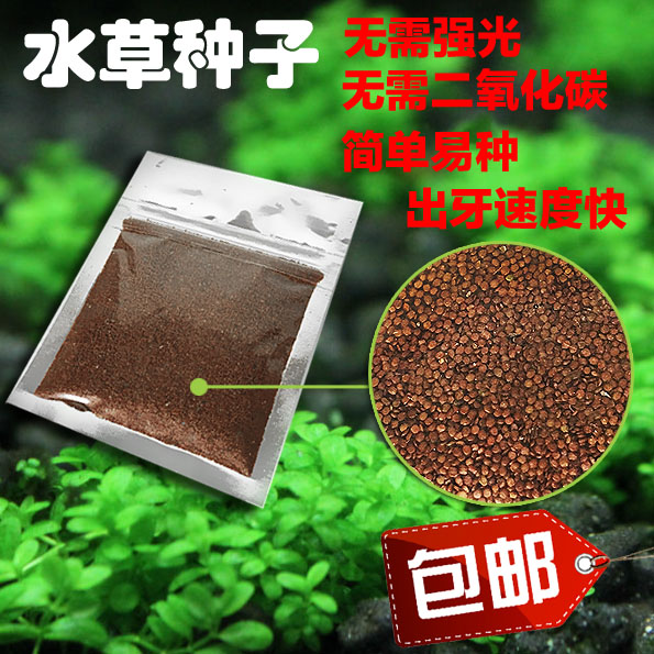 水草种子鱼缸前景草迷你对叶矮珍珠莫斯植物水族箱草坪造景草包邮