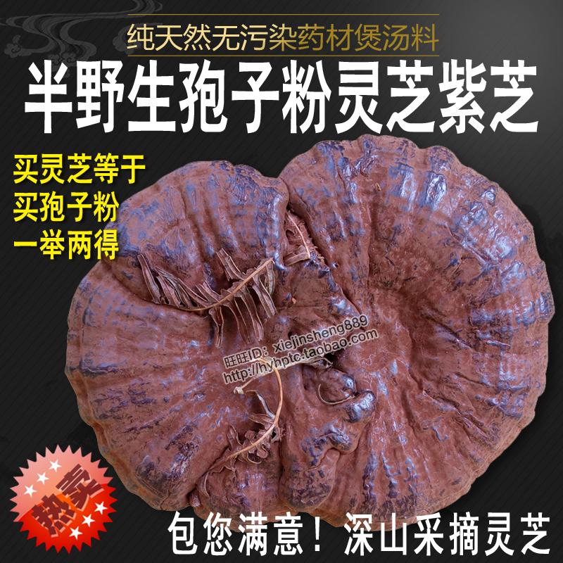 新货孢子粉灵芝 半野生河源灵芝种植灵芝黑芝整枝紫灵芝林芝500克|msdalam kategori makanan berkhasiat tradisional, Ganoderma, Pemangkasan Ganoderma lucidum - dari Buy2taobao.com untuk memberikan perkhidmatan ejen Taobao profesional membeli