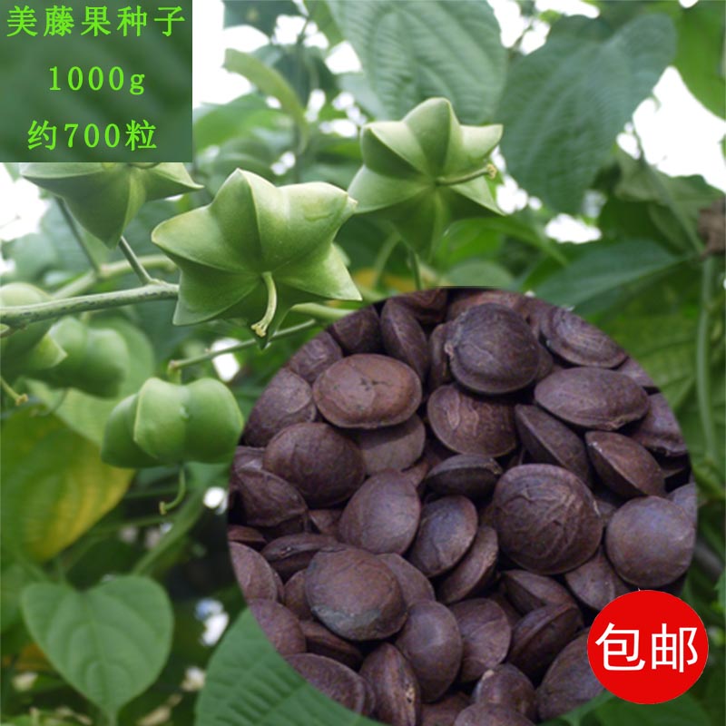 當年采摘1kg裝種植級秘魯原種星油藤美藤果印奇果種子包郵在類目 糧油米麪/南北乾貨/調味品, 其他食品中 - 來自Buy2taobao.com提供專業的淘寶代購服務