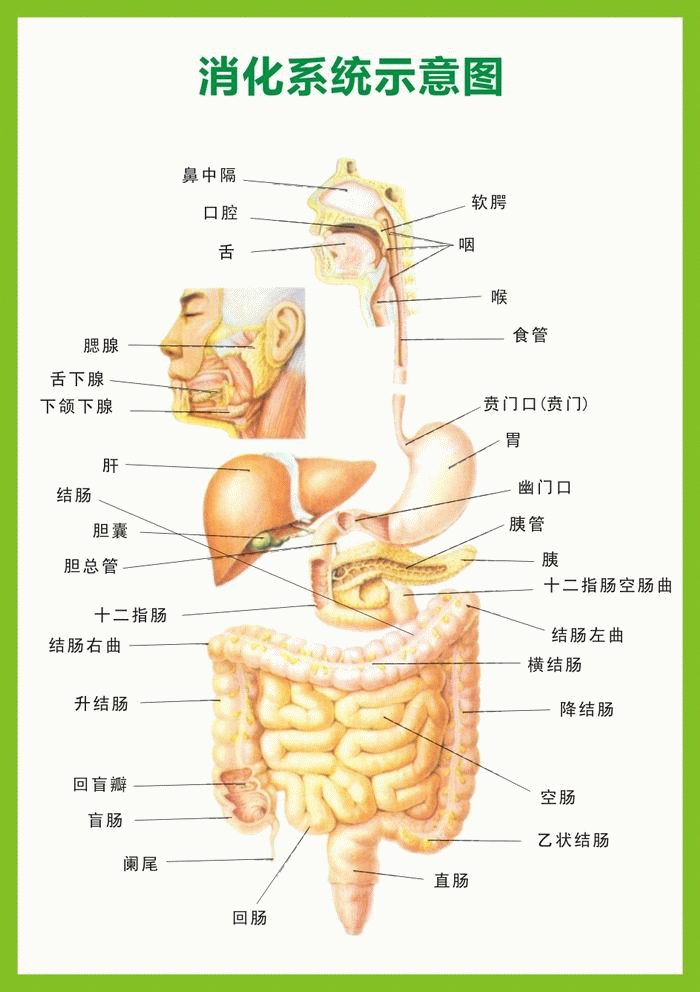 人体消化系统挂图 人体消化系统图 医学挂图 0.6x0.85