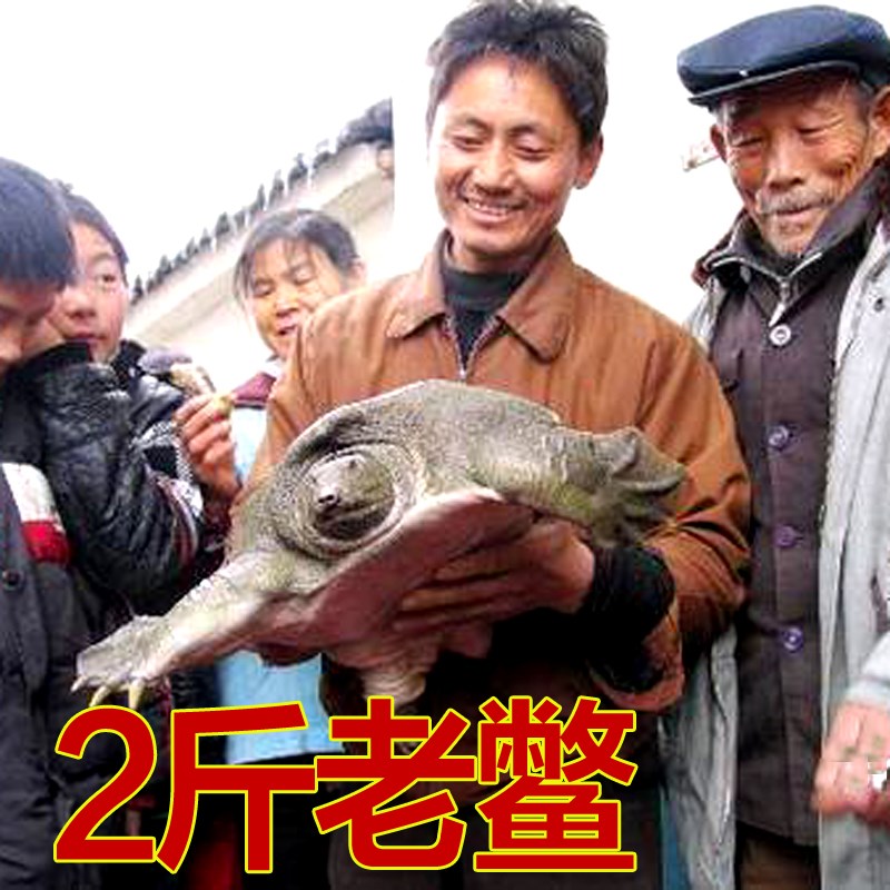 2斤公雄 大甲鱼乌龟免邮生态老鳖水鱼王八团鱼甲鱼苗活体 当天抓|ruв категории животное/Животное питание и принадлежностей, аквариум мира, черепаха/черепаха - от Buy2taobao.com для оказания профессиональной услуги покупки агента Taobao