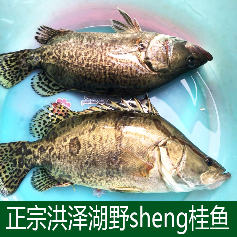 正宗洪泽湖 新鲜桂鱼 野生 鳜鱼野生桂鱼 现杀桂花鱼 季花鱼500g|msdalam kategori daging perikanan/Buah-buahan segar dan sayur-sayuran/dimasak, makanan laut/produk akuatik/produk, ikan air tawar - dari Buy2taobao.com untuk memberikan perkhidmatan ejen Taobao profesional membeli