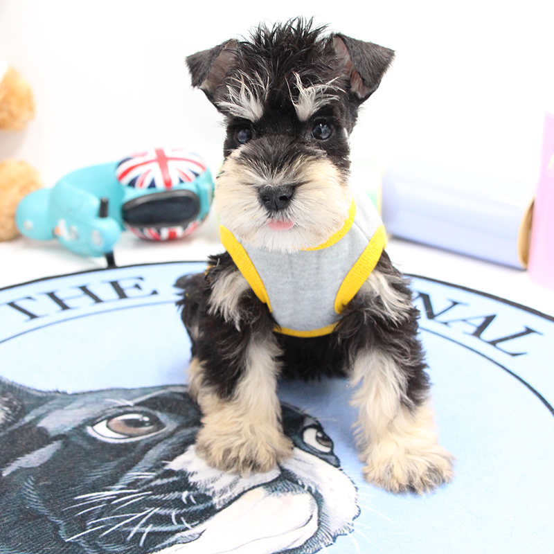 Mini Schnauzer Puppies living thing Thoroughbred Salt and pepper Black and silver Dogs Small dogs Schnauzer dog Soot Pets trainin the Pet/Pet food and supplies , Pet Life Services , Pet Training category - from Buy2taobao.com to provide professional Taobao agent buy service