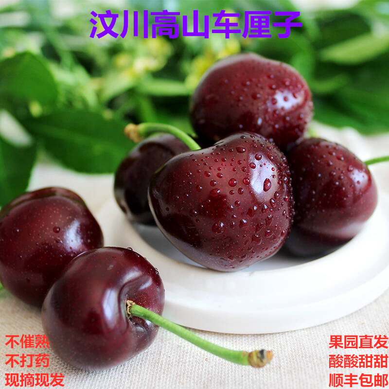 自家果园现摘现发正宗汶川高山黑珍珠精品大果赠送订净重5斤包邮在类目 水产肉类/新鲜蔬果/熟食, 新鲜水果, 车厘子/樱桃中 - 来自Buy2taobao.com提供专业的淘宝代购服务