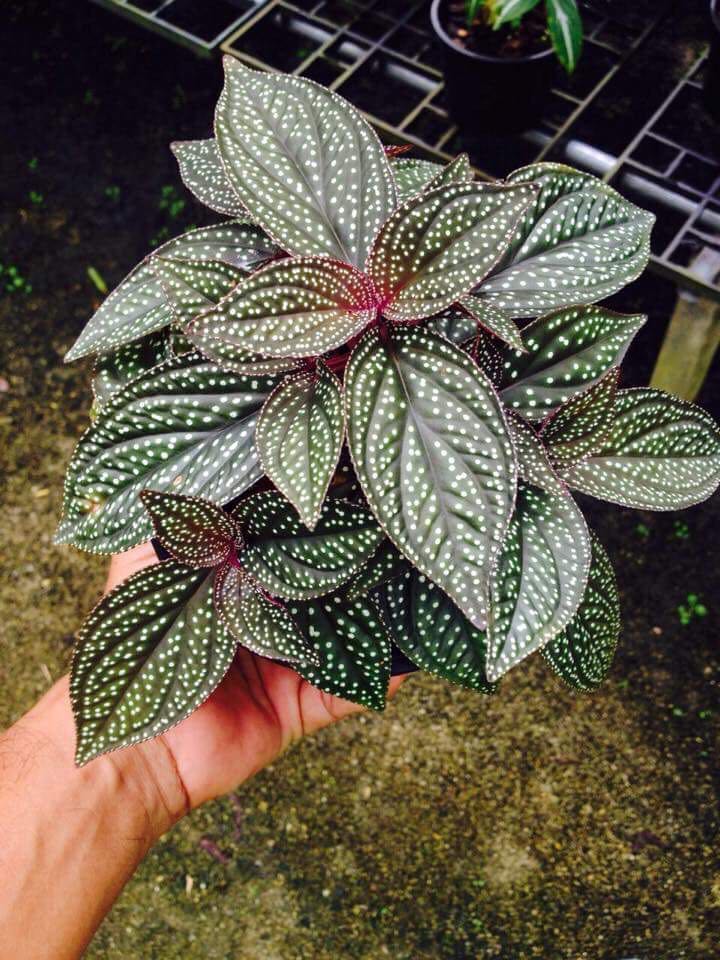 Sonerila heterostemon 蜂斗草 稀有雨林造景植物 新品种 整盆|ruв категории доставка цветов/цветок моделирования/растения садоводства, цветок/растения в горшках (новый), растения - от Buy2taobao.com для оказания профессиональной услуги покупки агента Taobao