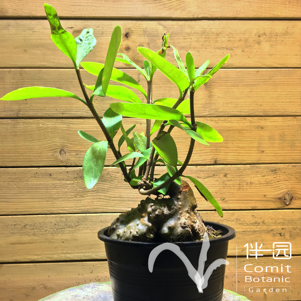 蚁寨 hydnophytum formicairam 蚁栖植物 稀有雨林块根 蚂蚁共生在类目 鲜花速递/花卉仿真/绿植园艺, 花卉/绿植盆栽(新), 绿植中 - 来自Buy2taobao.com提供专业的淘宝代购服务