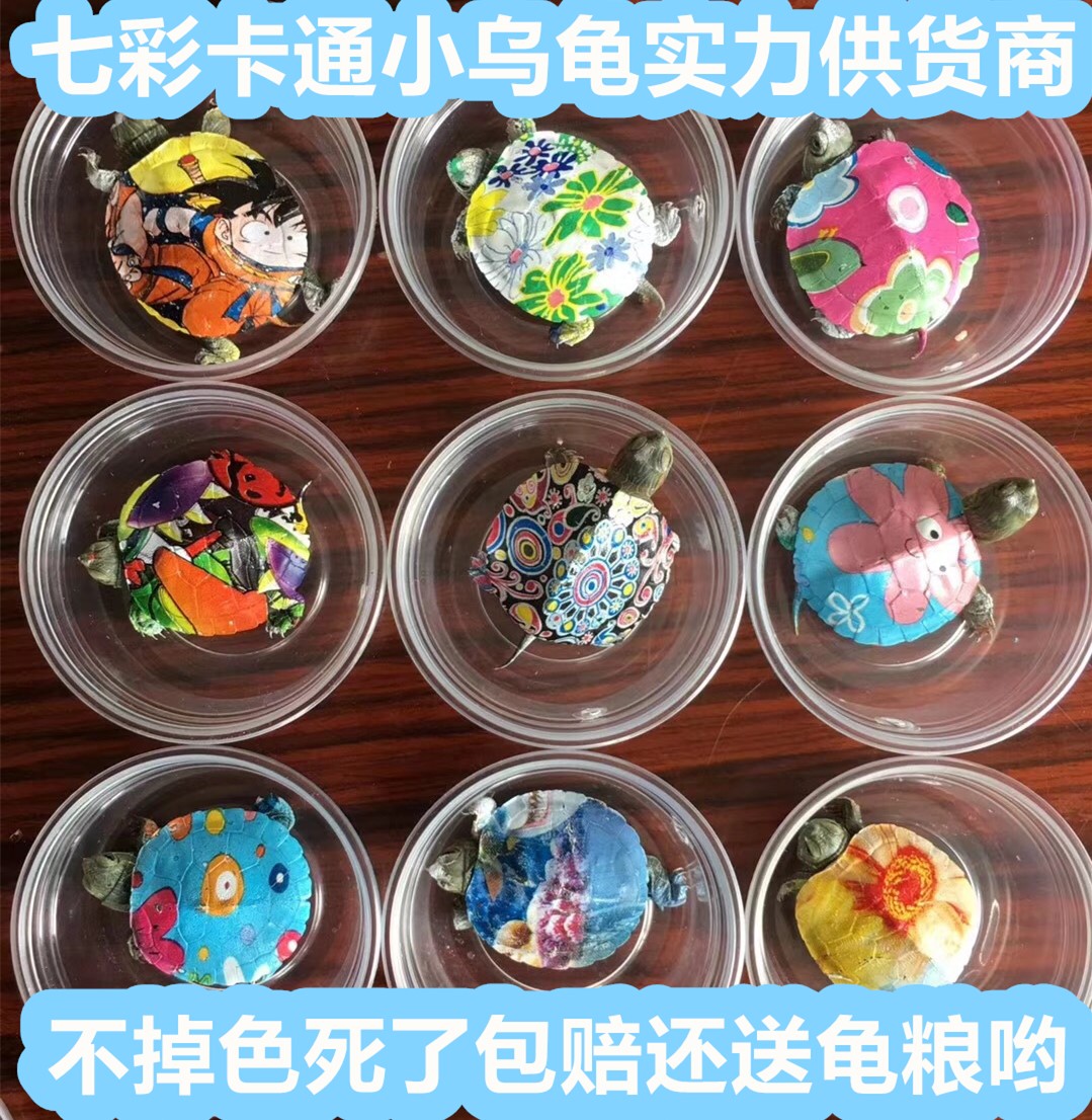 网红彩色小乌龟炫彩卡通七彩巴西龟七彩地摊宠物龟夜市彩龟活体在类目 宠物/宠物食品及用品, 水族世界, 龟/鳖中 - 来自Buy2taobao.com提供专业的淘宝代购服务